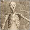 albinus anatomy