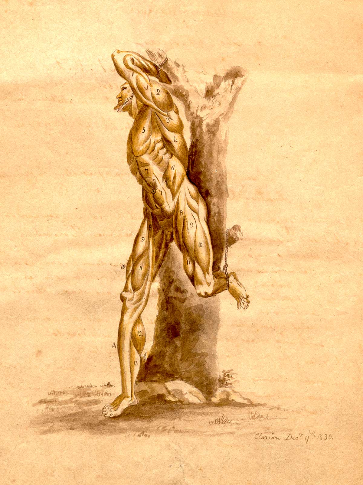 Manuscript drawing of bearded nude male muscle figure in classical pose tied by his left hand and foot to a tree signed at bottom.