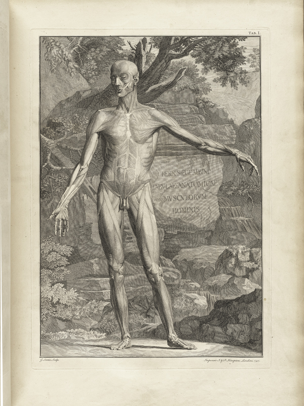 A full length frontal view of a flayed corpse in a landscape. Its left arm is extended and carved into a rock behind the corpse is Bern Siegf Albini Tabulae Anatomicae Musculorum Hominis.