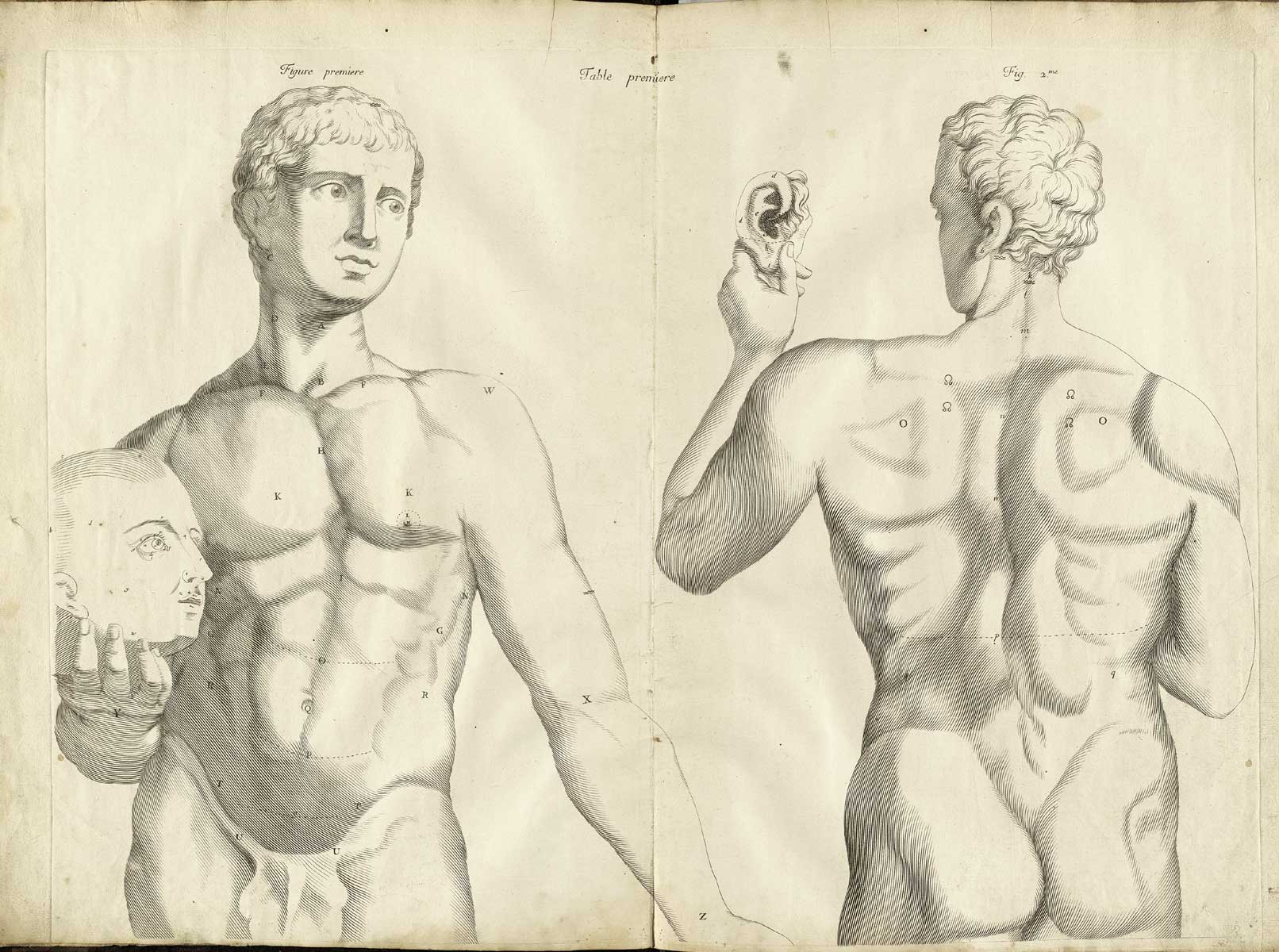 Engraving of two male anatomical figures shown from the waist up, the one of the left facing the viewer holding a human head in his right hand, the one on the right with his back to the viewer holding up a human ear in his right hand.