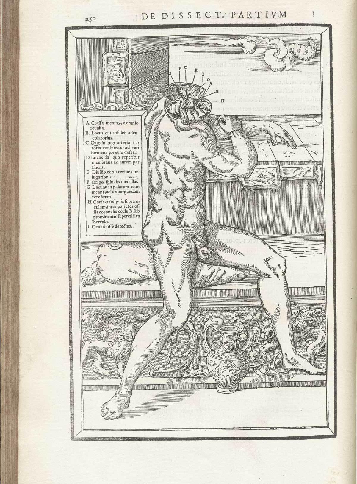 Woodcut of a nude male figure seated on a Classically decorated marble bench facing to the right, with the cadaver giving a view of the top of his head with the top of the skull and most of the brain removed to show interior of the brain case; to the left is a tablet naming the structures in Latin.