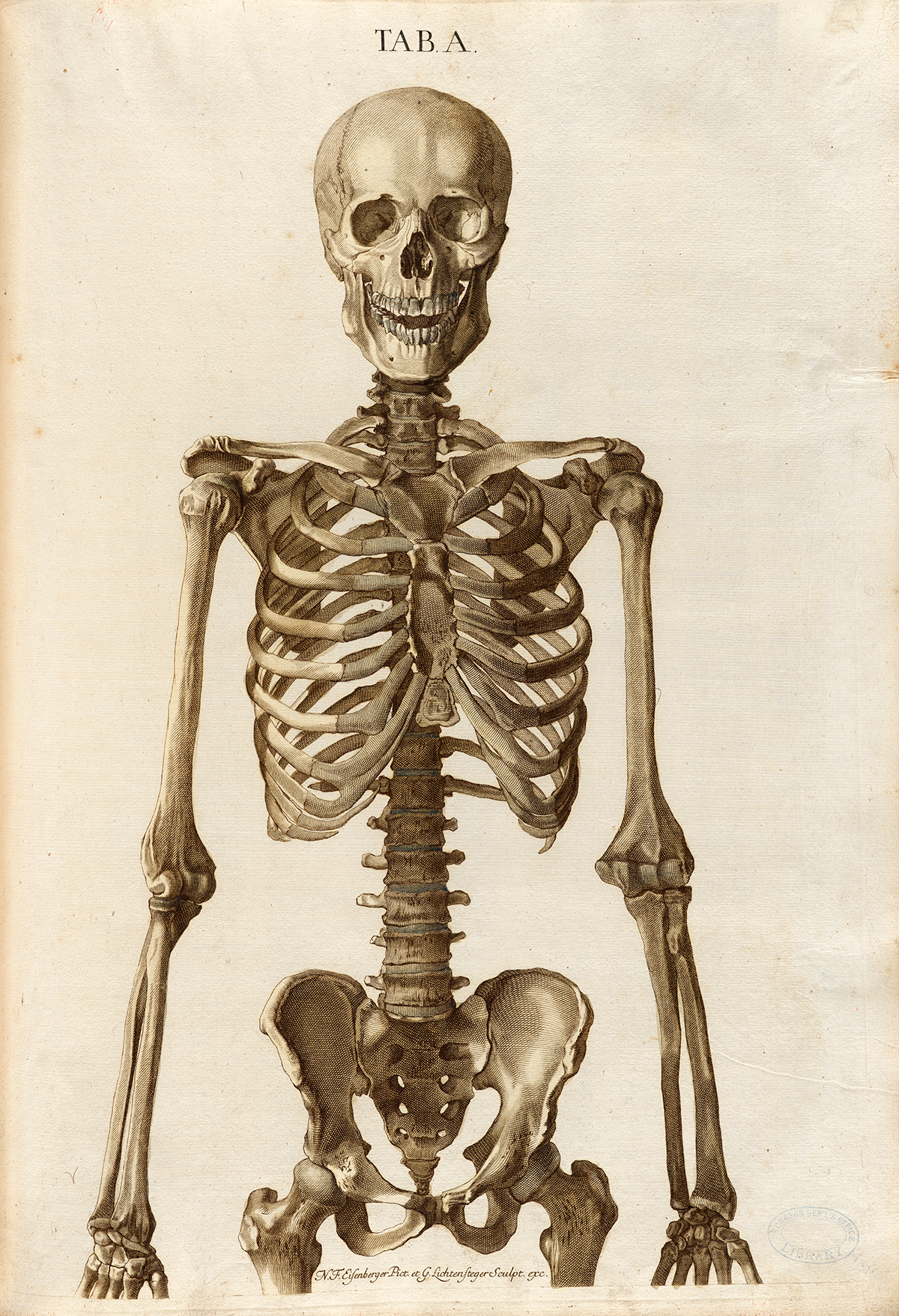 Human skeleton, front view, pelvis up