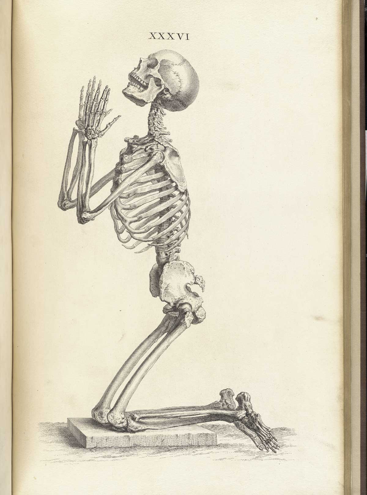 Engraving of a kneeling skeleton viewed from the side, looking up with hands together in prayer.