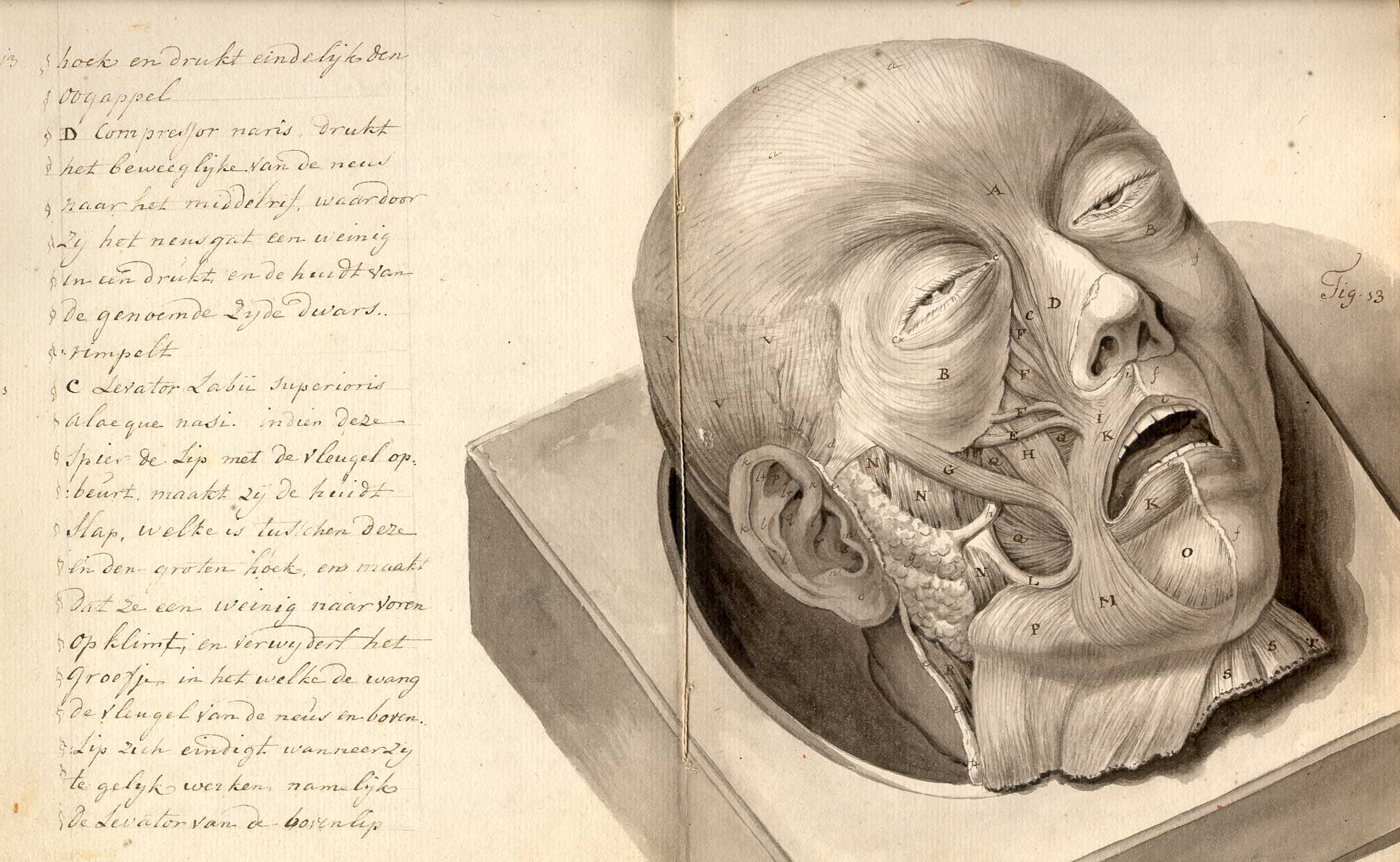 Manuscript drawing of a disembodied head laying on a wooden plank with all the skin removed, showing the muscles of the face in detail; the head is face up at an angle with eyes slightly open; there is manuscript text in Dutch on the left side of the page.