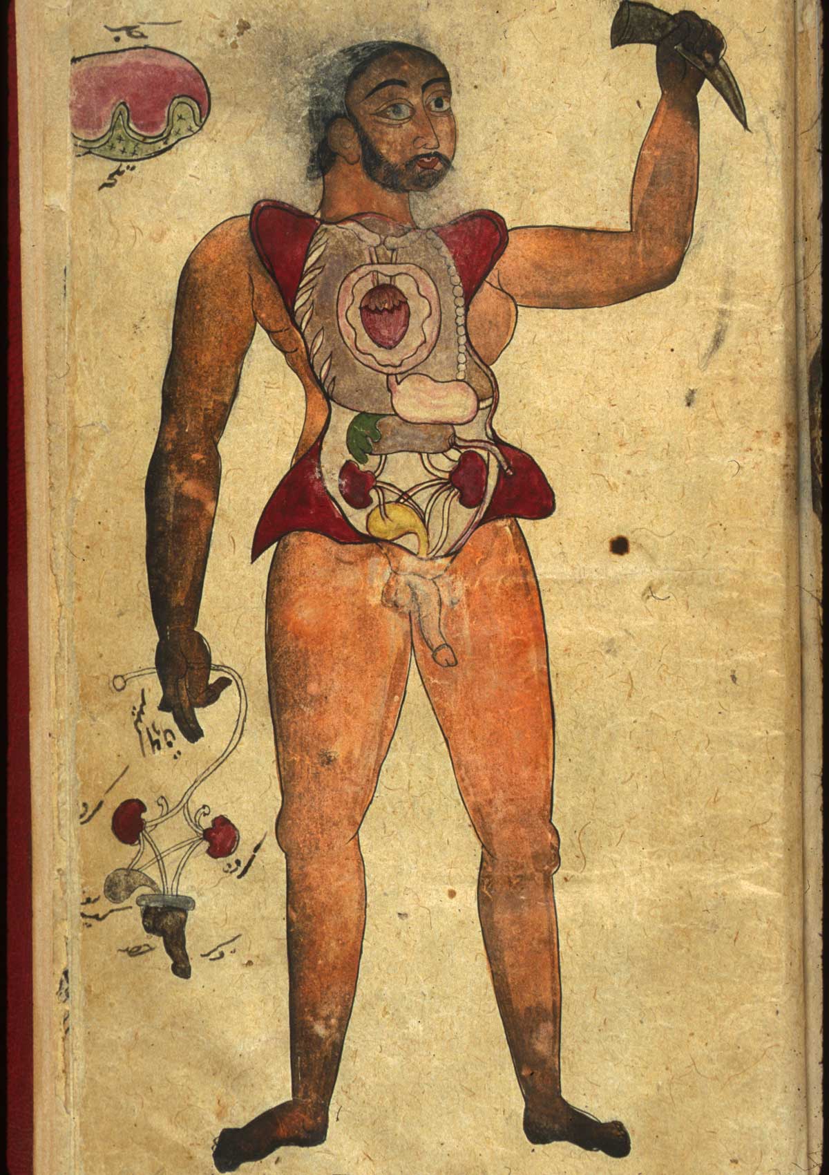 Illustrations, in ink and opaque watercolors, of a male figure with his abdomen and chest opened to reveal the internal organs; his right hand holds a second set of genitalia, and a horn is in his other hand, with a sketch of the liver and gallbladder in the upper left corner.