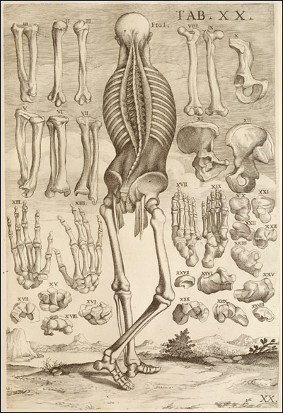 Dream Anatomy: Gallery: da Cortona: Tabulae anatomicae...