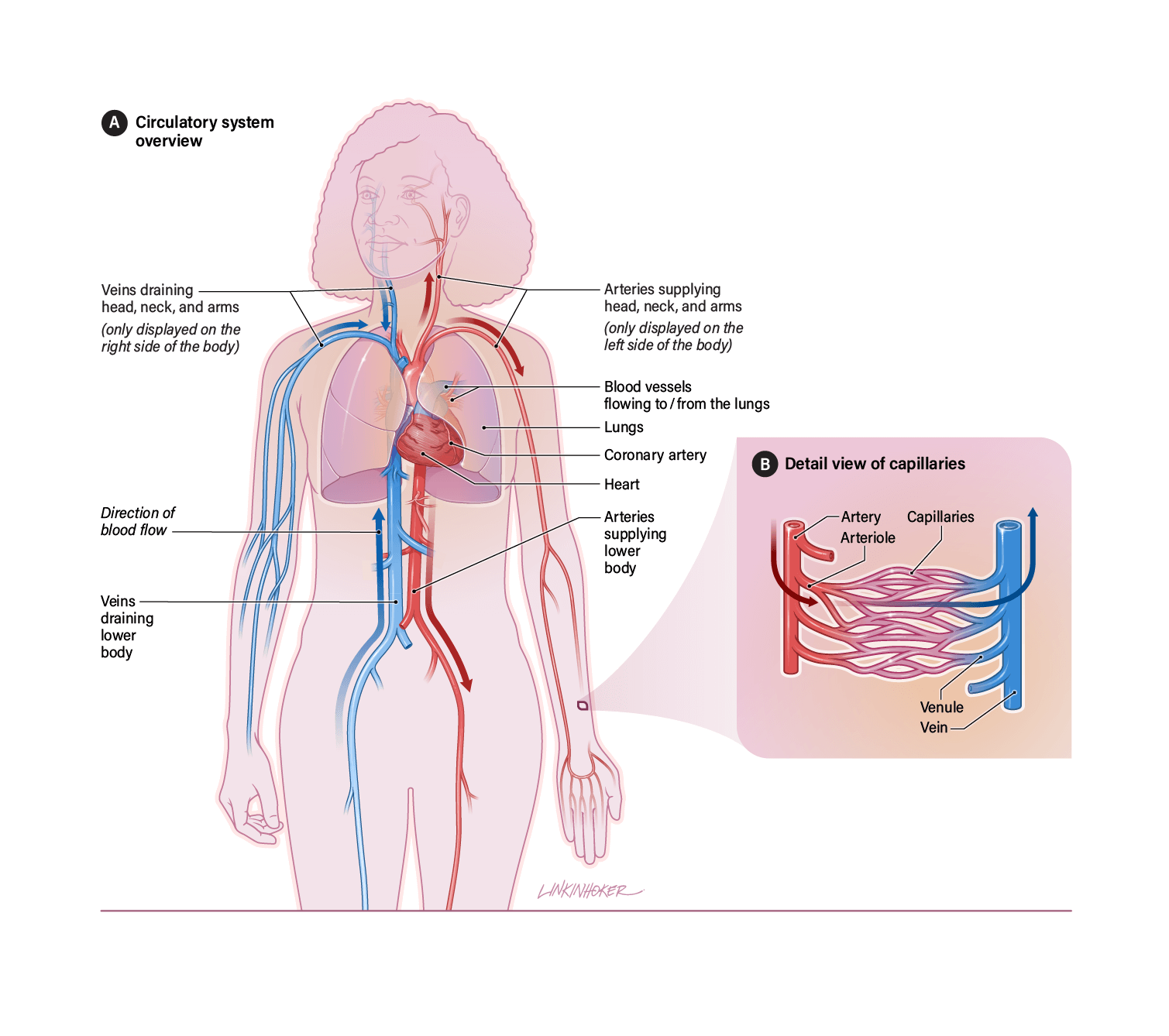 An illustration showing the positions of the blood vessels in the body, as well as the direction of blood flow