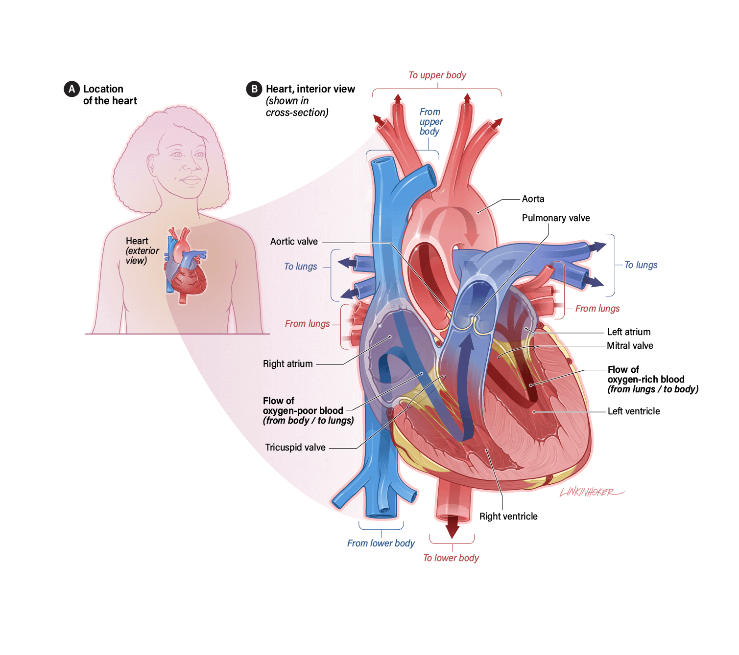 A cross-sectional illustration of a heart showing chambers, blood vessels, and the direction of blood flow