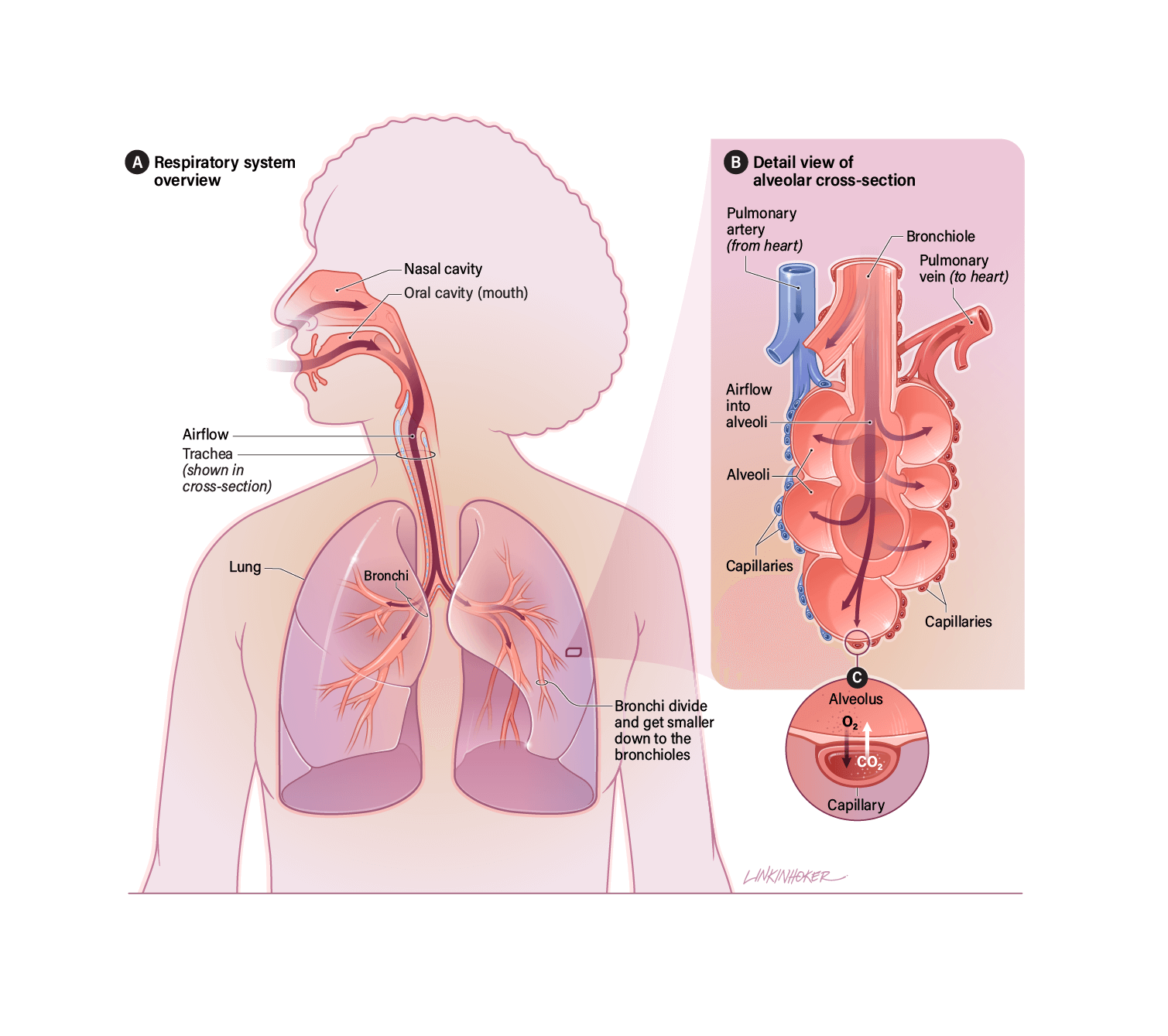 An illustration showing the parts of the respiratory system with an inset showing an alveolar cross-section