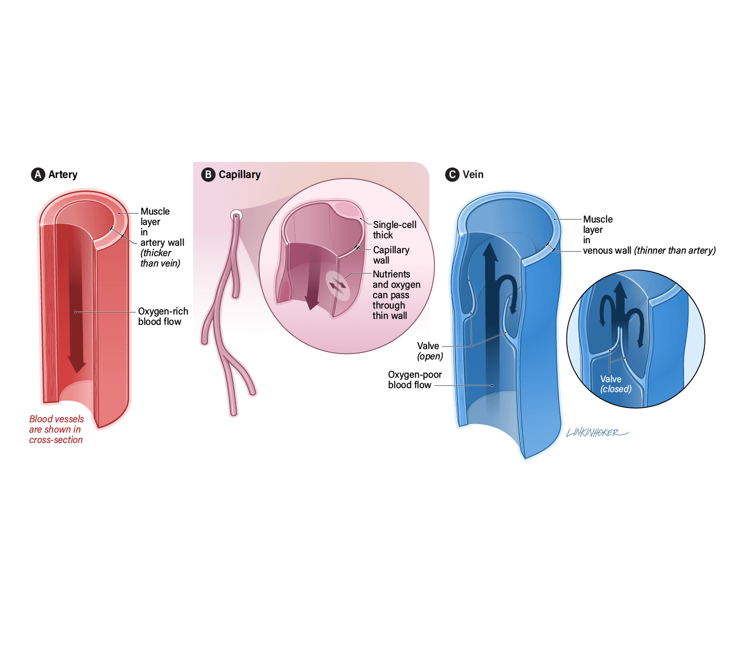 An illustration showing cross-sections of three blood vessels