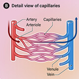 An illustration showing the positions of the blood vessels in the body, as well as the direction of blood flow