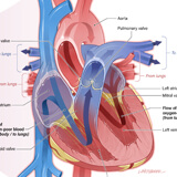 A cross-sectional illustration of a heart showing chambers, blood vessels, and the direction of blood flow