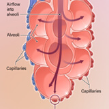 An illustration showing the parts of the respiratory system with an inset showing an alveolar cross-section