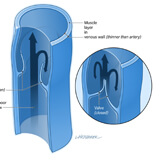 An illustration showing cross-sections of three blood vessels