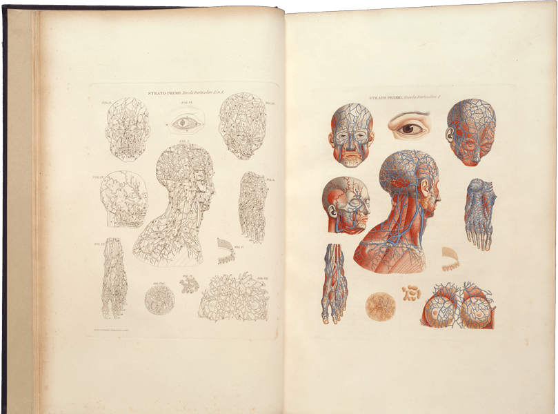 Four different views of anatomical heads showing veins, with other anatomical illustrations of an eys, two feet, etc.