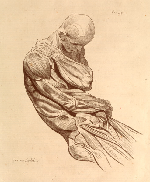 Figure with head bent forward, posed to show the musculature of the arms