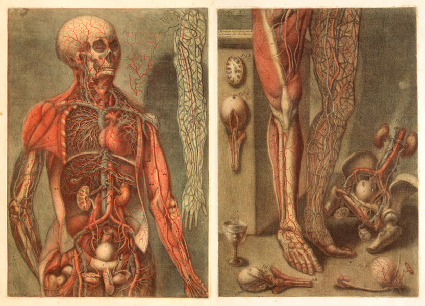 Standing cadaver dissected to show venous system