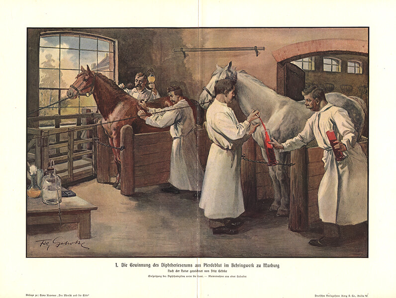 Four men in white smocks extract blood from two horses in a stable