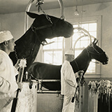 Two men in white suits and caps stand next to two horses secured in metal stalls. The men hold long glass canisters to collect blood draining from tubing attached to the horses’ necks.