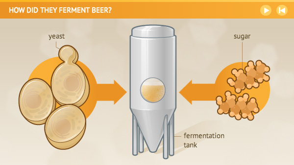 How to ferment yeast with sugar - Fermentation 03