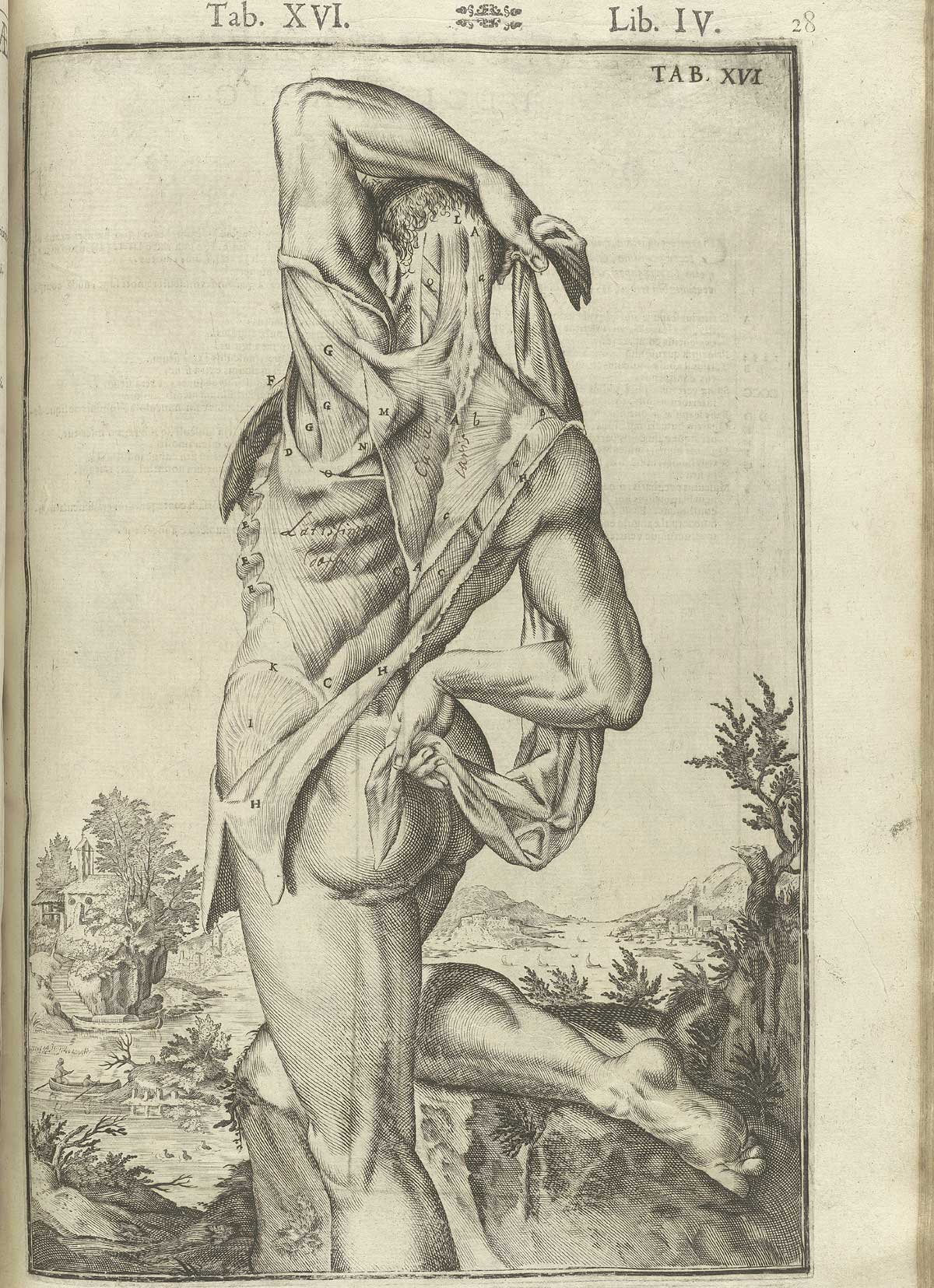 Historical Anatomies on the Web: Casseri Volume 2