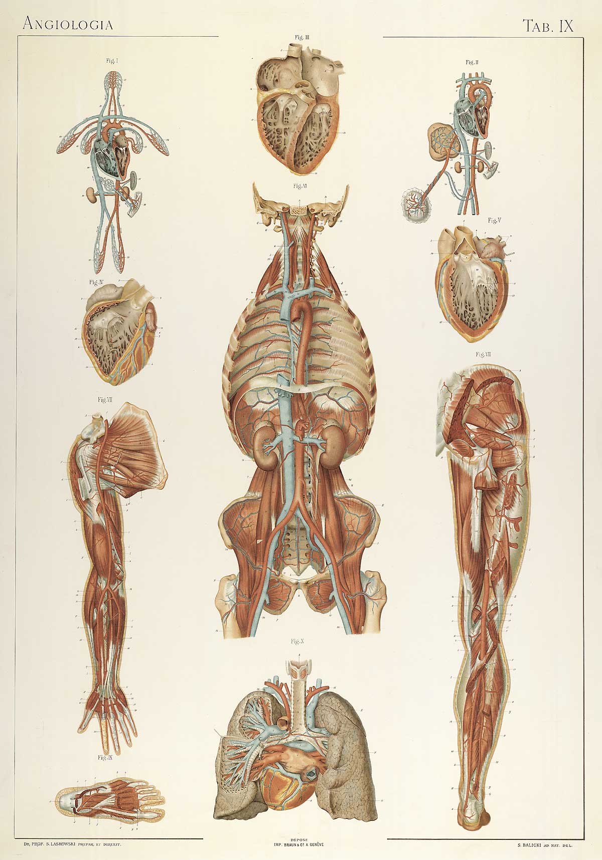 Anatomie Du Corps Humain, Laskowski #6 Poster by Science Source