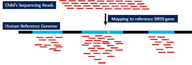 Diagram showing how individual reads can be aligned against a reference genome to reassemble the original sequence the reads were generated from