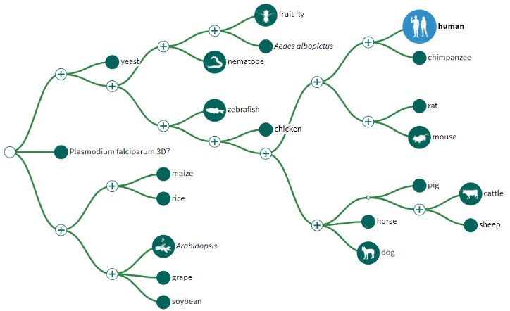 Genome Data Viewer phylogenetic tree graphic from the main webpage