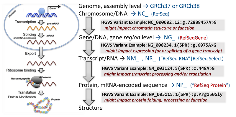 Figure showing "The Central Dogma of Molecular Biology and Possible Sites for Variant Impact"