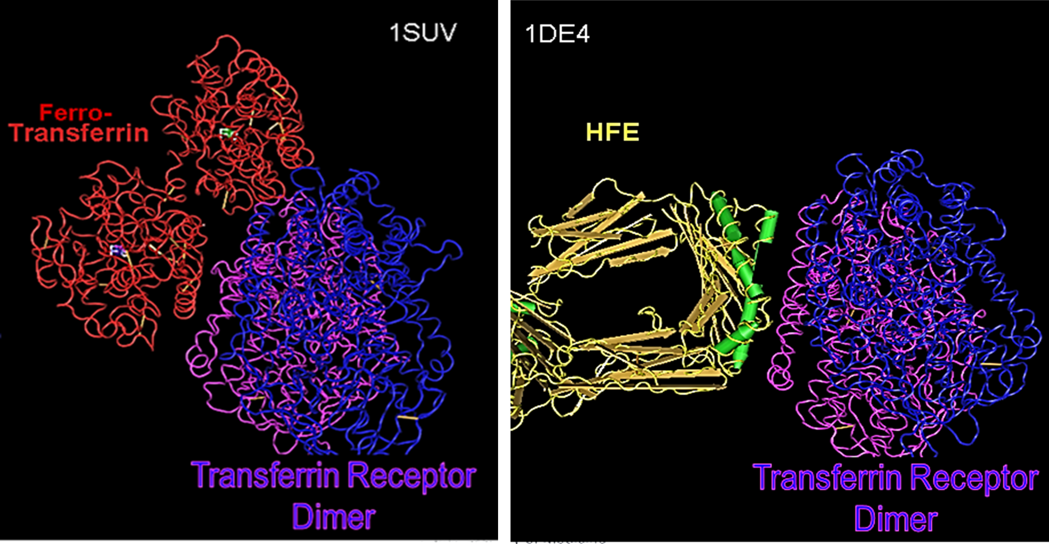 Images of HFE Protein or Transferrin docking to the Transferrin Receptor 