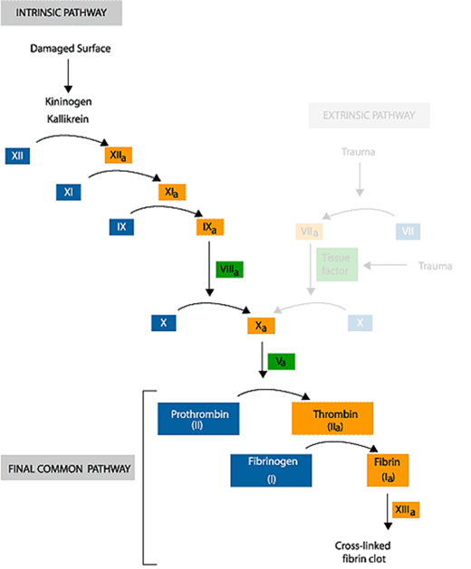 Figure showing "The Blood Clotting Cascade" from the textbook "Molecular Biology of the Cell" on NCBI's Bookshelf.