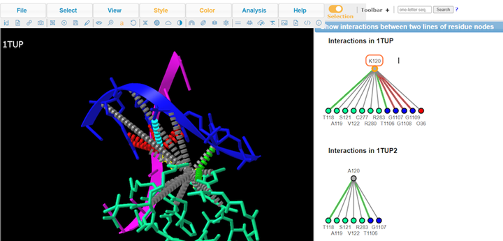 Screenshot from the iCn3D website, Interactions in Wild Type of 1TUP