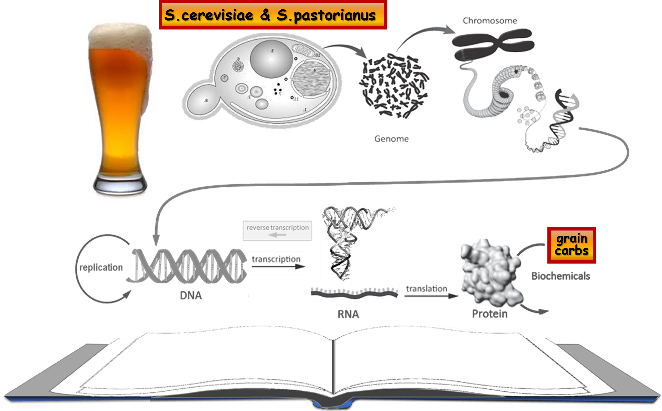 Picture of the Central dogma featuring yeast