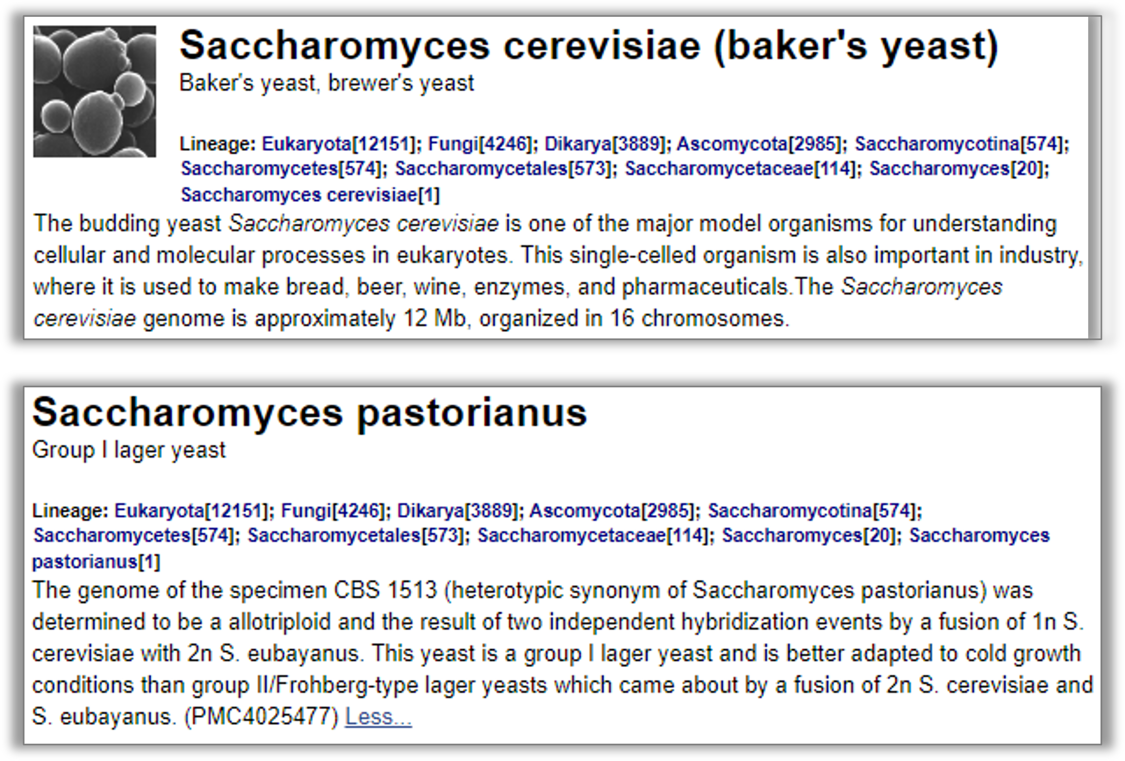 Descriptions on the Genome pages for the two yeast species