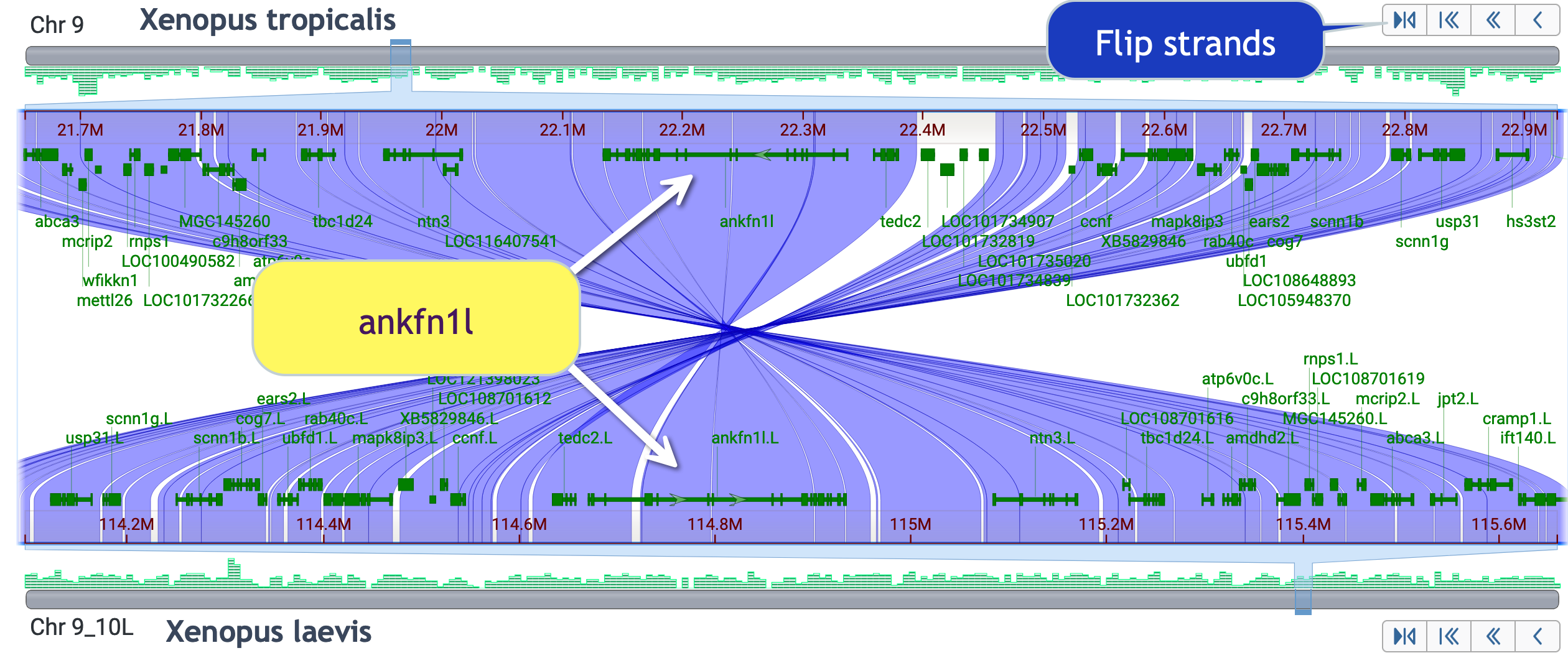 Ankfn1 like gene region before flipping strands