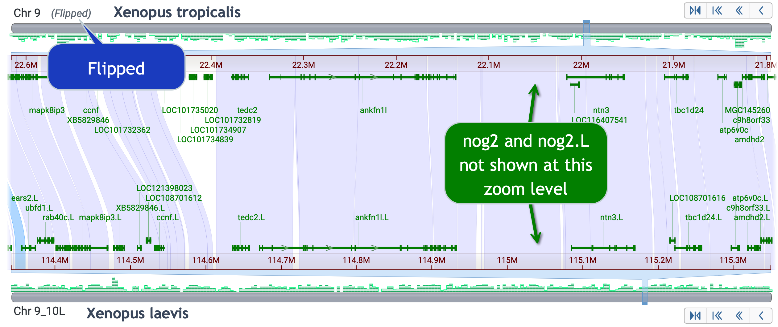 Ankfn1 like gene region after flipping strands