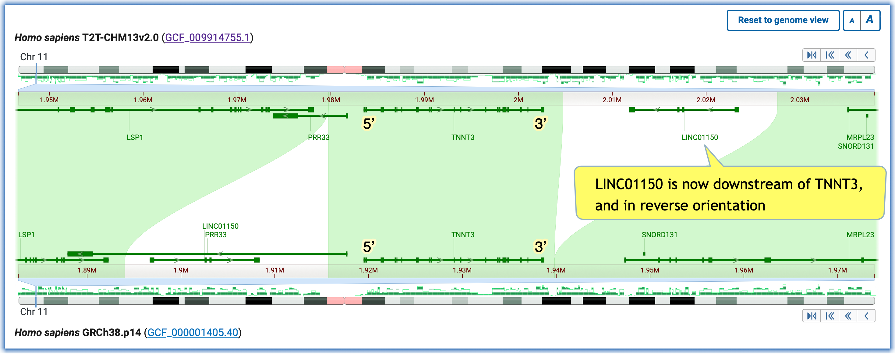 TNNT3 gene transposition with note