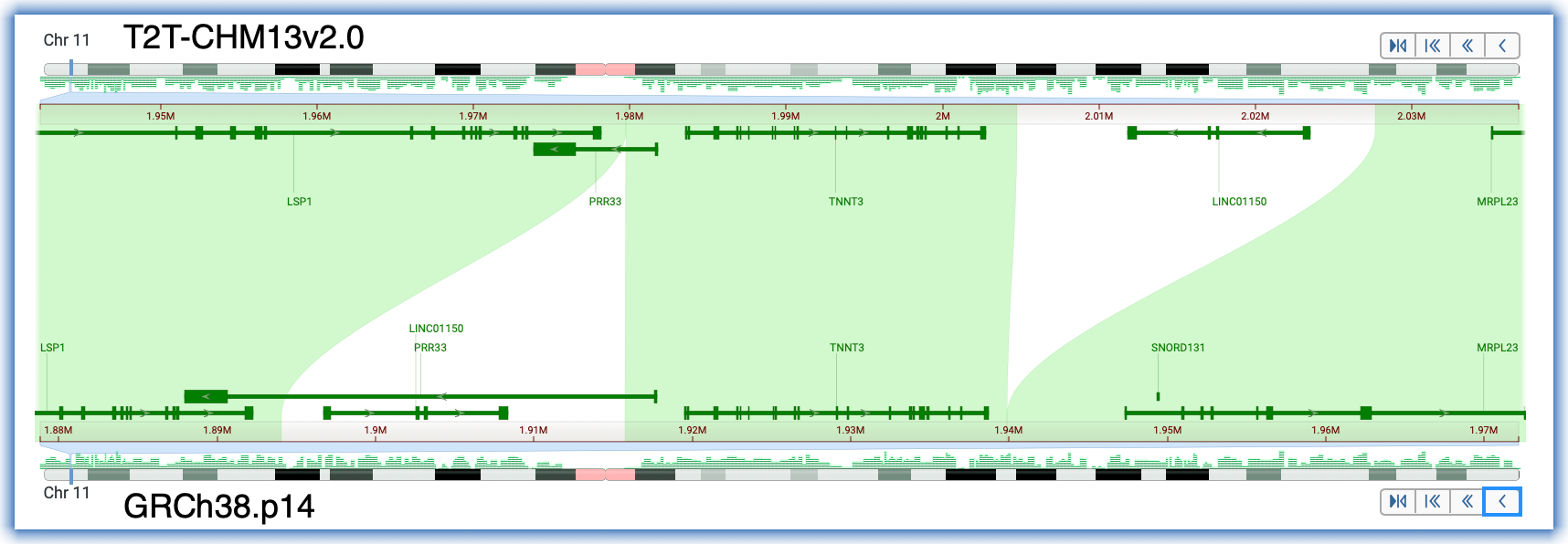 TNNT3 gene transposition