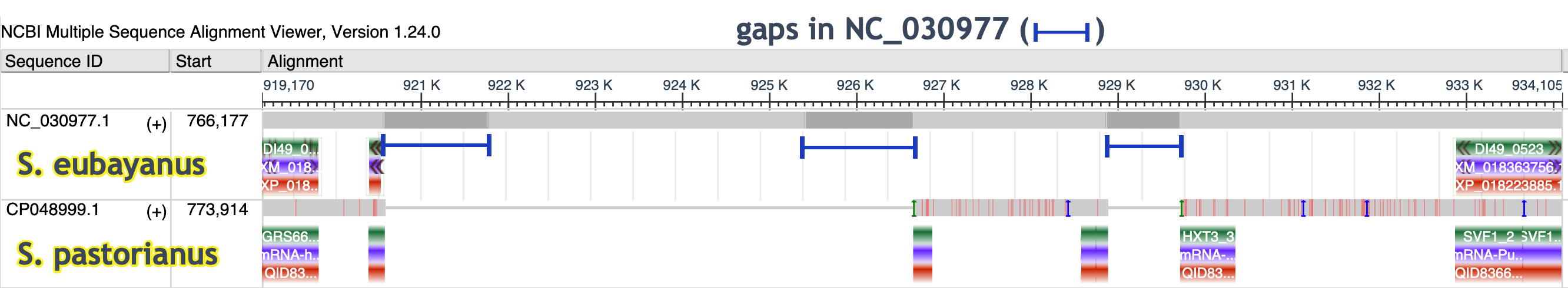 MSA view of S. eubayanus and S. pastorianus HXT3 region noting gaps in S. eubayanus assembly