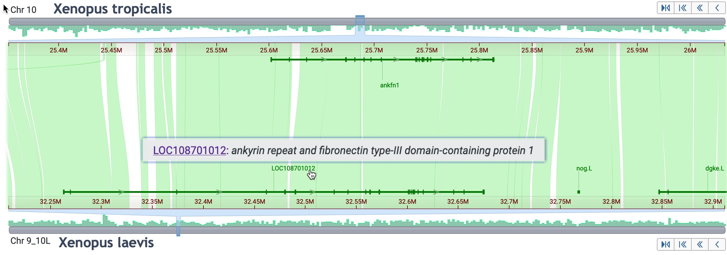 Possible ortholog for gene ankfn1 in X. laevis