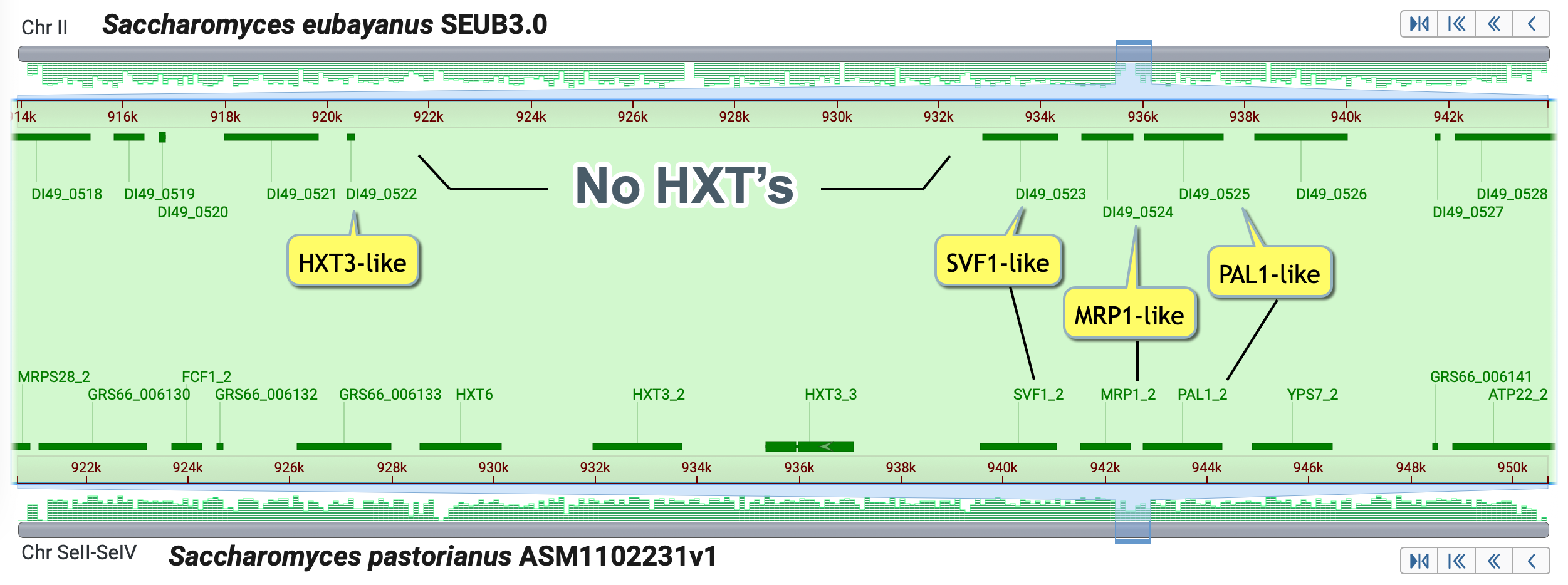 S. eubayanus and S. pastorianus HXT3 region noting lack of HXT genes in S. eubayanus