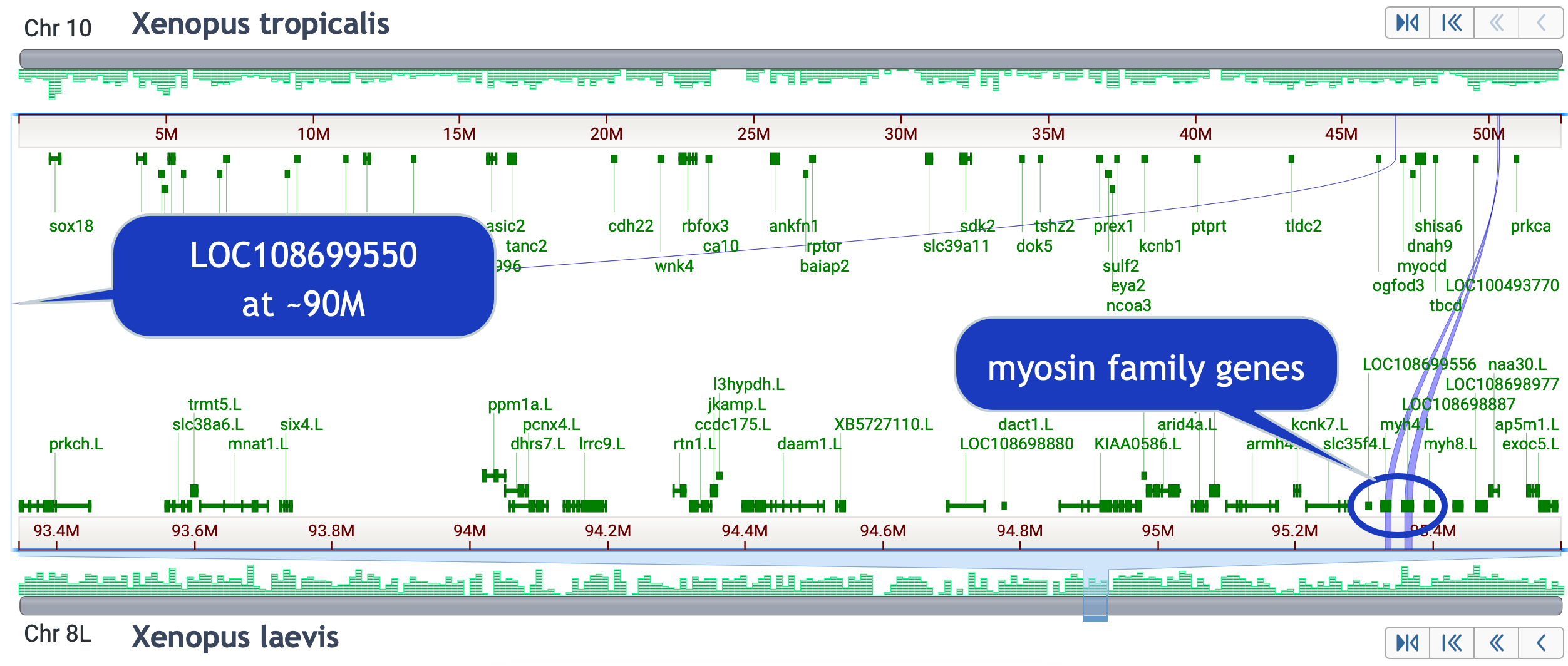 Genes on X. tropicalis chr 10, X. laevis chr 8L