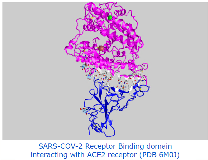 ace2 receptor rendering