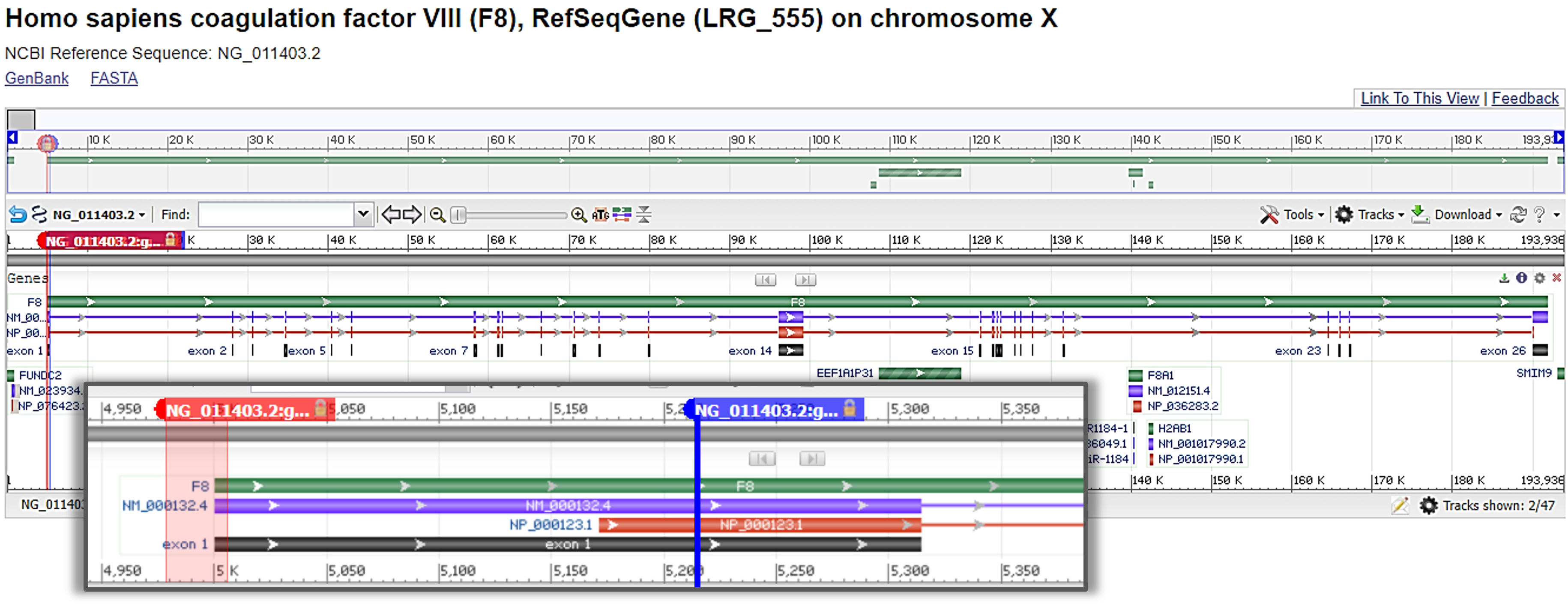 screenshot of the F8 gene with Marco & James' genetic variations mapped