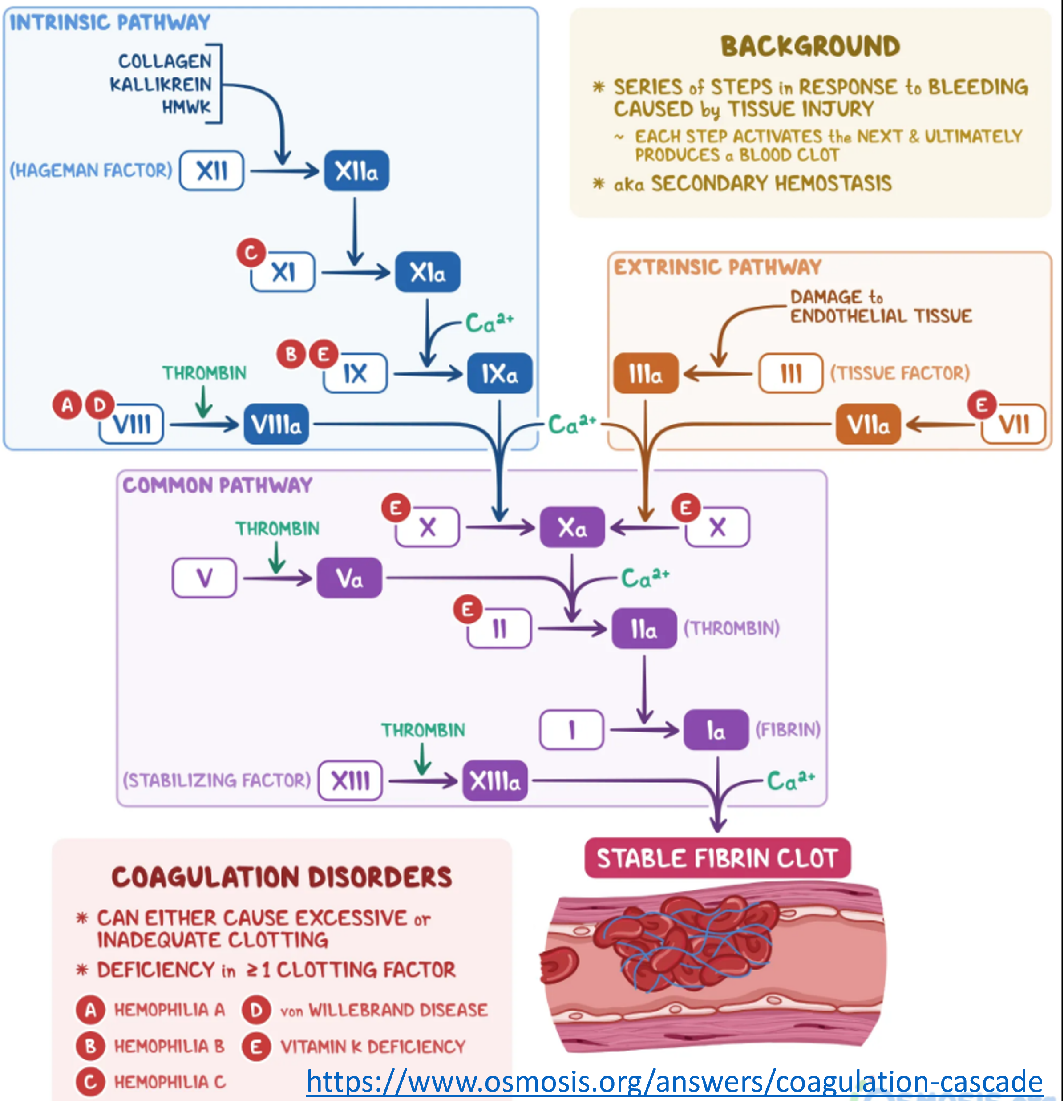 An example graphic describing the clotting cascade