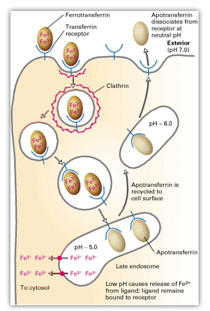 Figure showing "The Transferrin Cycle" from the textbook "Molecular Biology of the Cell" on NCBI's Bookshelf.