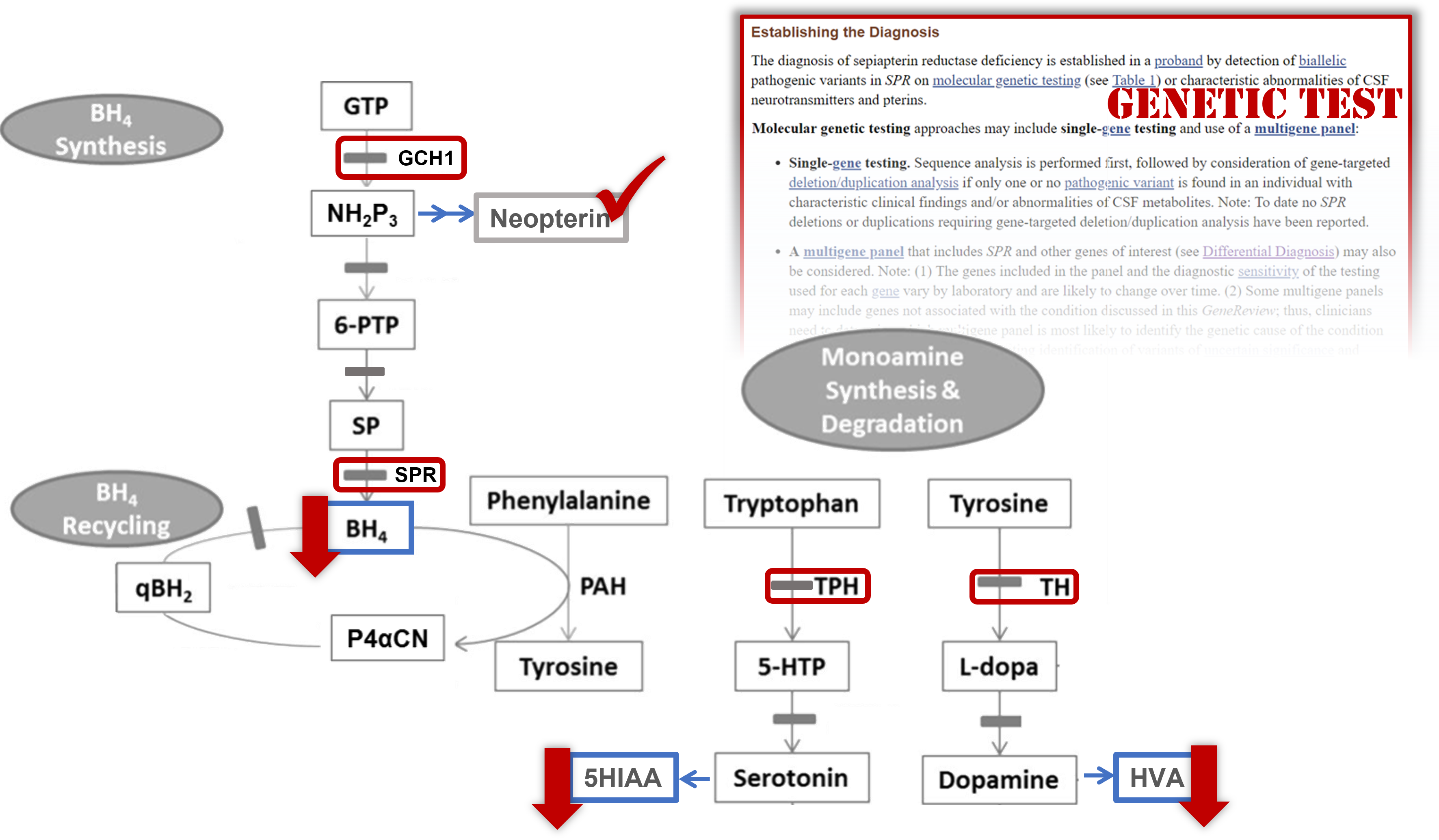 Image showing "Tetrahydrobiopterin (BH4) co-factor pathways"