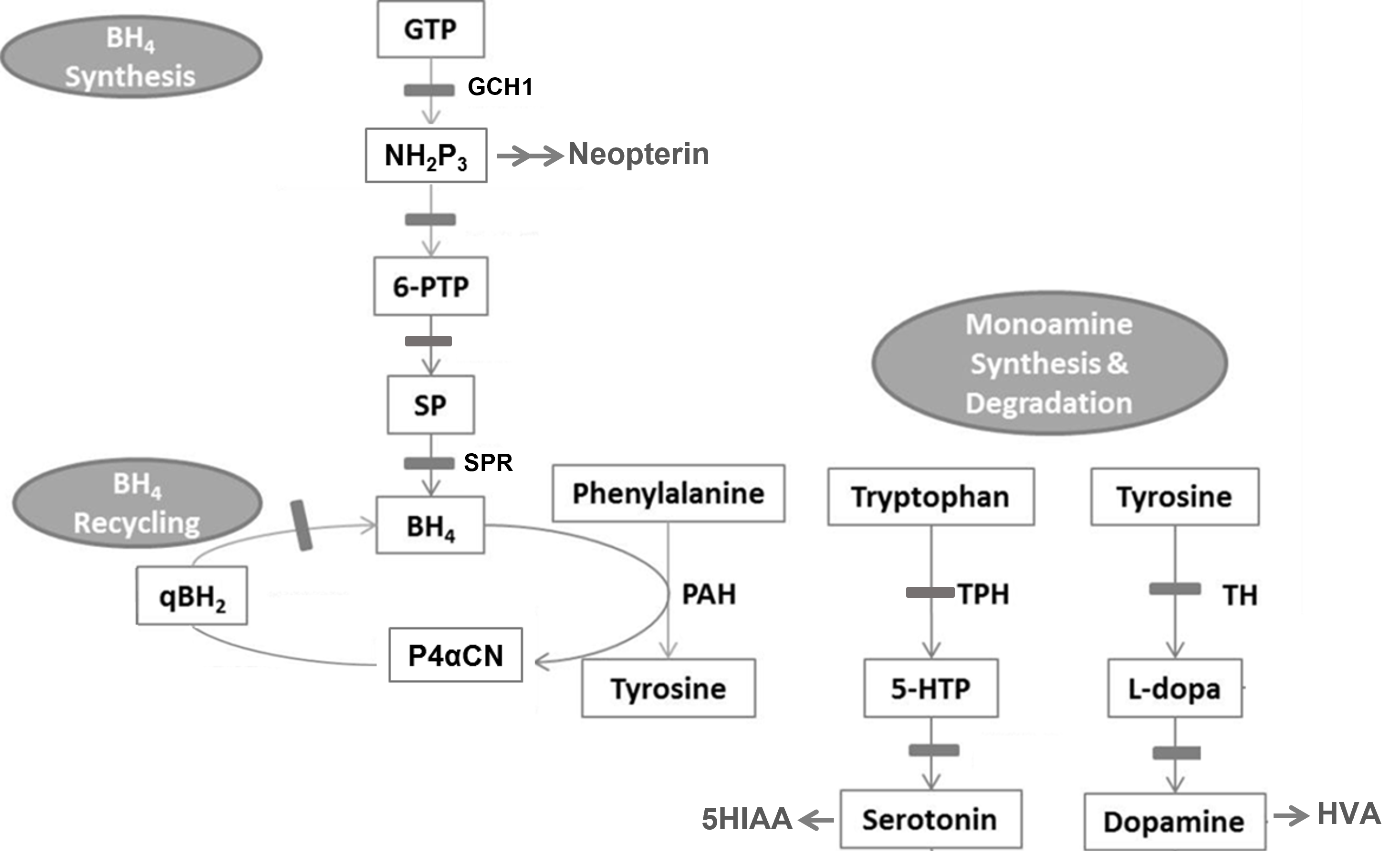 Image showing "Tetrahydrobiopterin (BH4) co-factor pathways"