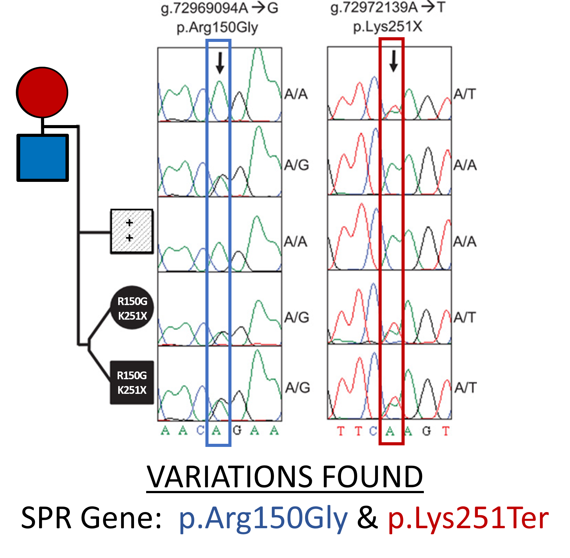 An image of the sequencing data indicating the two variations with the immediate family pedigree