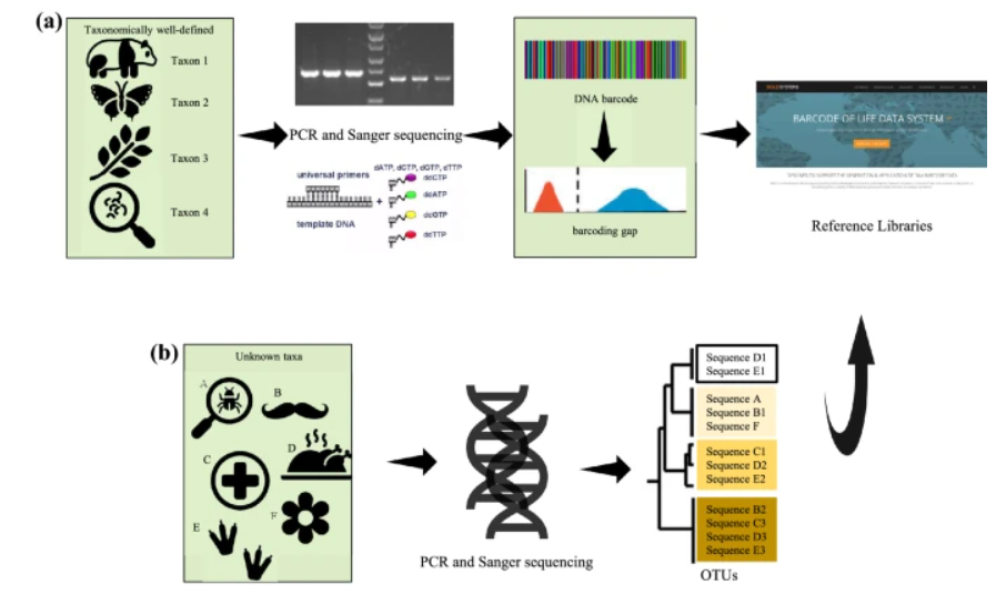 Barcoding schematic